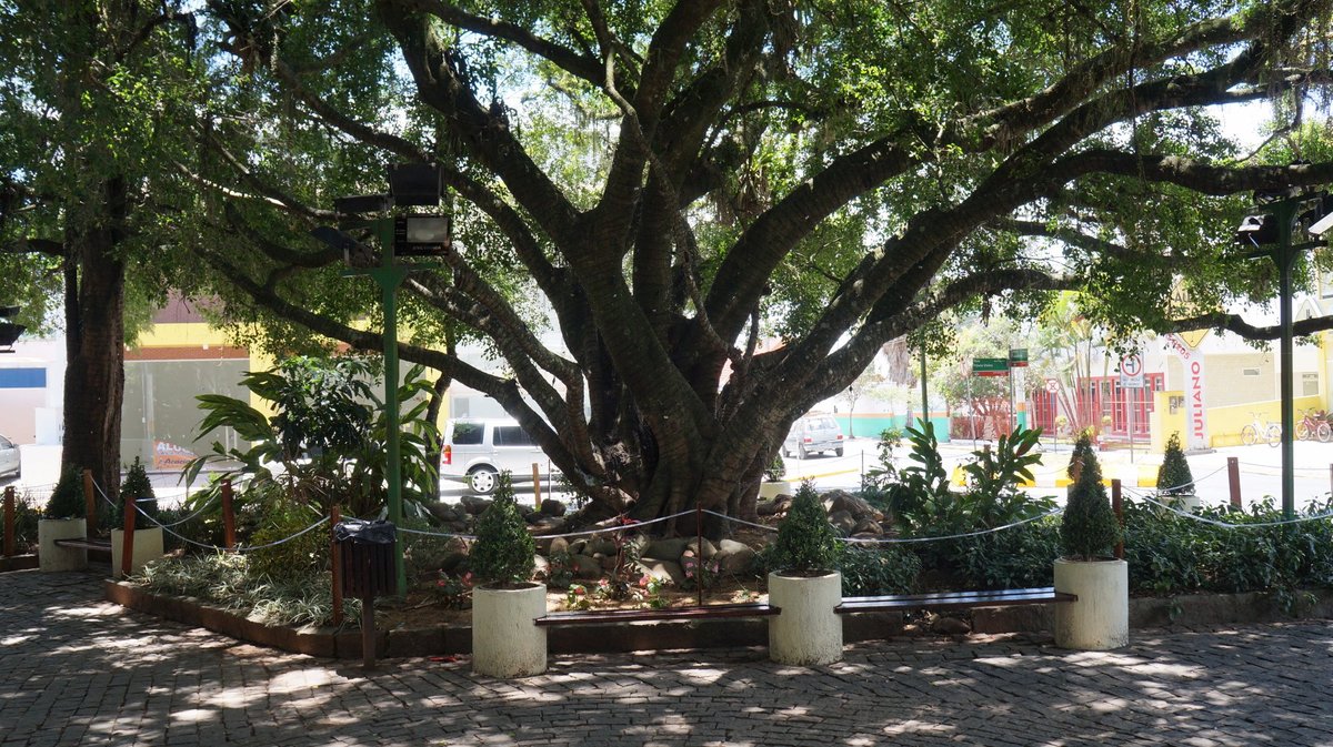 Praça das Figueiras (Camboriú) - ATUALIZADO 2022 O que saber antes de ir - Sobre o que as pessoas estão falando - Tripadvisor